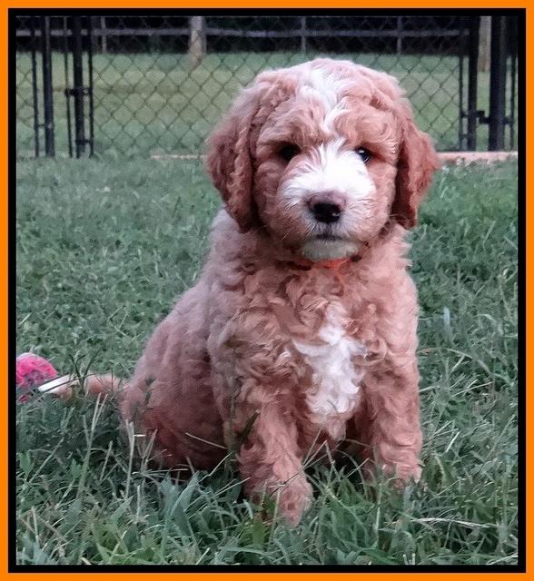 Dawn Ruler pups 7 wks old 261