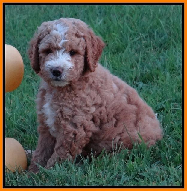 Dawn Ruler pups 7 wks old 271