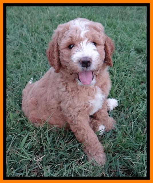 Dawn Ruler pups 7 wks old 281