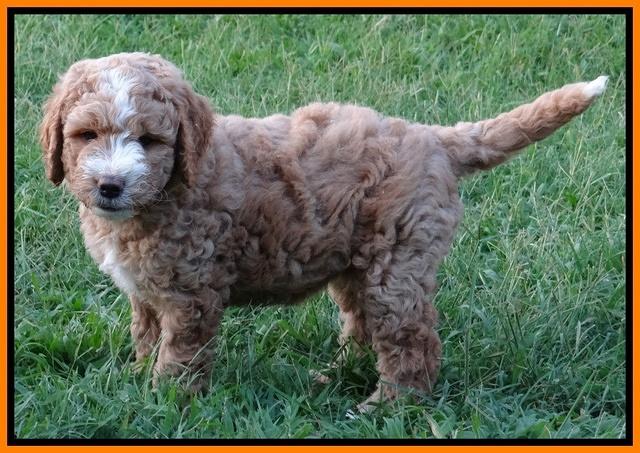 Dawn Ruler pups 7 wks old 291