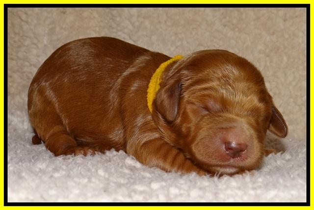 Dawn Ruler pups 1 wk old 281