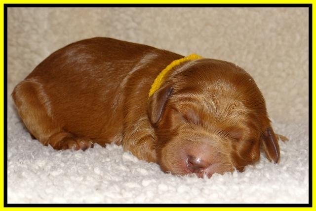 Dawn Ruler pups 1 wk old 291
