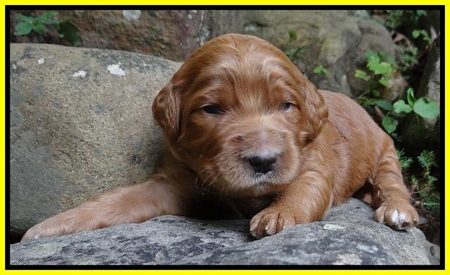 Dawn Ruler pups 2 wks old 261