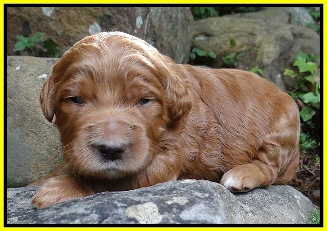 Dawn Ruler pups 2 wks old 271