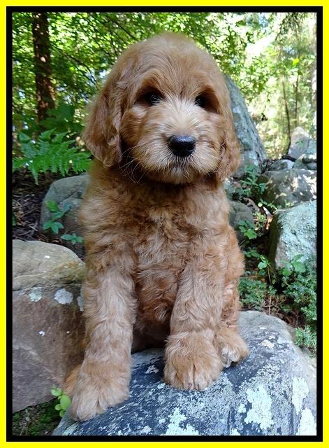 Dawn Ruler pups 8 wks old 6!
