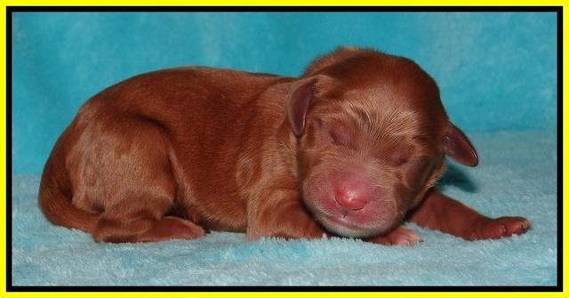 Dawn Ruler pups pups 1 day old 251