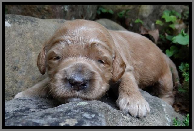 Dawn Ruler pups 2 wks old 291