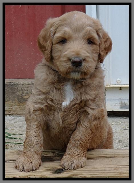 Dawn Ruler pups 5 wks old 42400