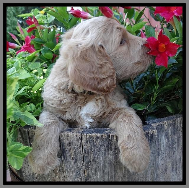 Dawn Ruler pups 6 wks old 411