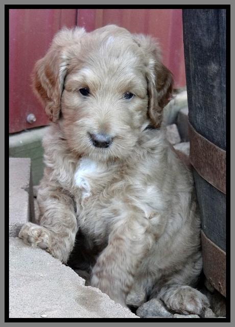 Dawn Ruler pups 6 wks old 431