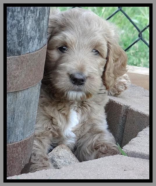 Dawn Ruler pups 6 wks old 441