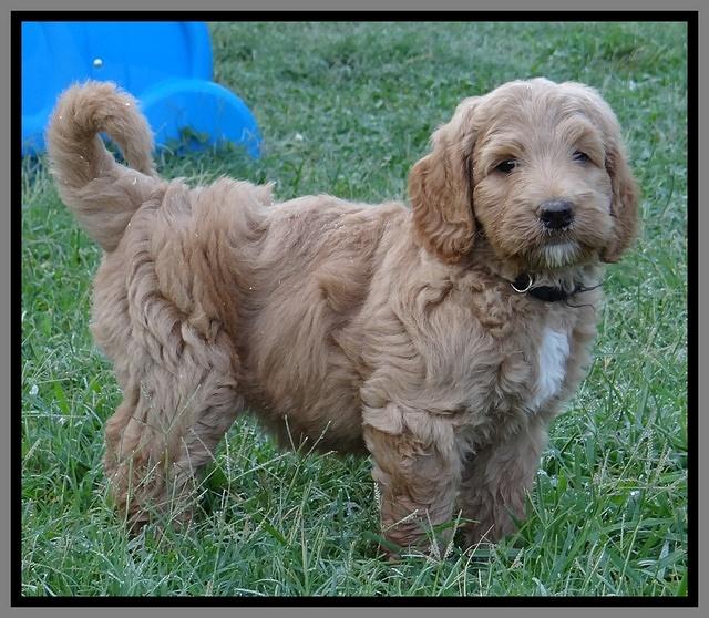 Dawn Ruler pups 7 wks old 361