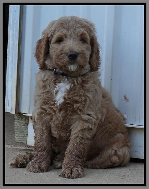 Dawn Ruler pups 7 wks old 371