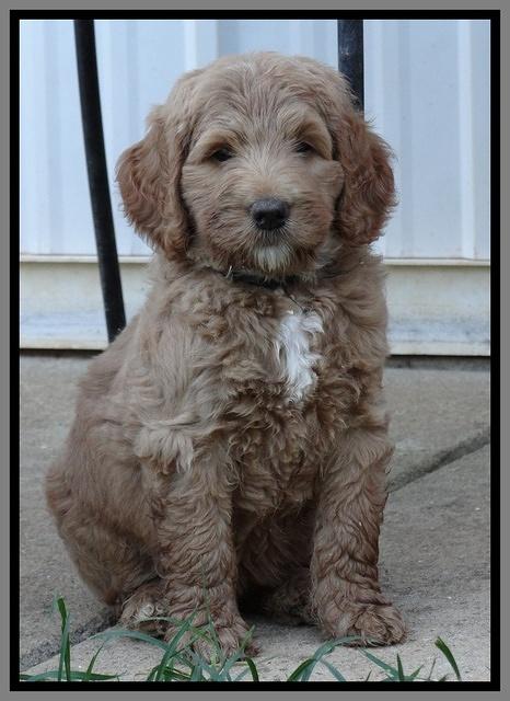 Dawn Ruler pups 7 wks old 381