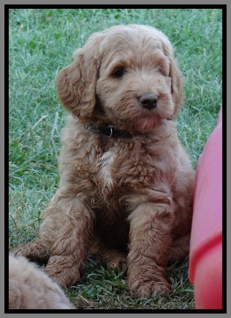 Dawn Ruler pups 7 wks old 391