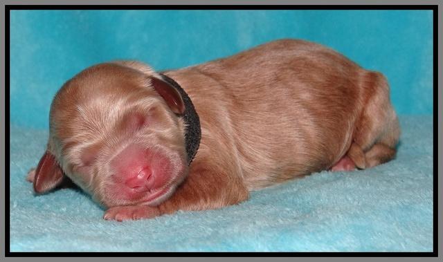 Dawn Ruler pups pups 1 day old 281