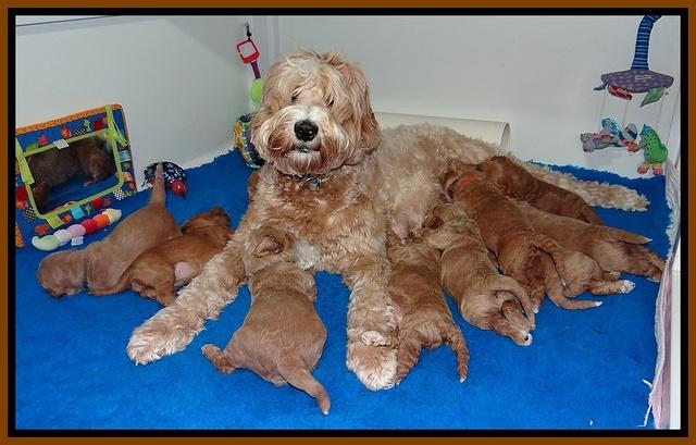 Dawn Ruler pups 3 wks old 1100