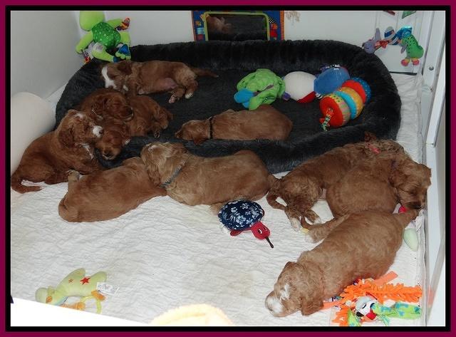 Dawn Ruler pups 4 wks old 1100