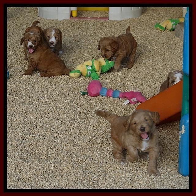 Dawn Ruler pups 5 wks old 52400