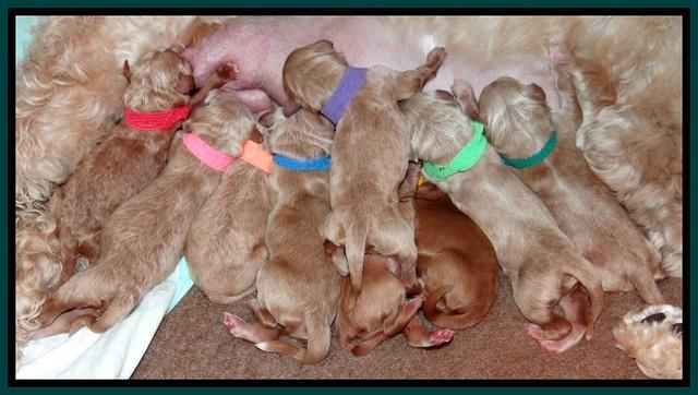 Dawn Ruler pups newborn group 51