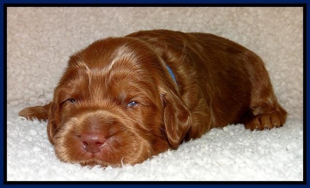 Tessa BEckham pups 2 wk old 11