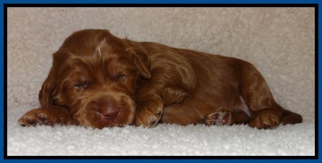 Tessa BEckham pups 2 wk old 31