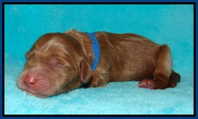 Tessa Beckham newborn pups 11