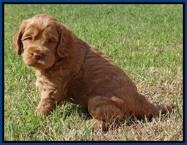 Tessa Beckham pups 5 wks old 21
