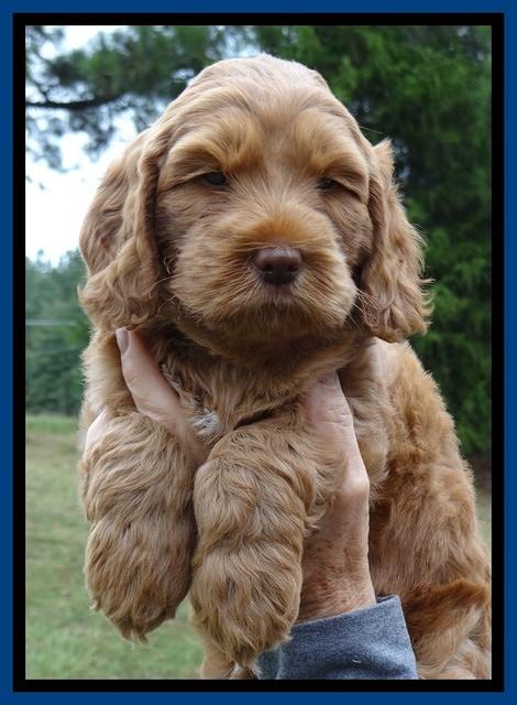 Tessa Beckham pups 6 wks old 11