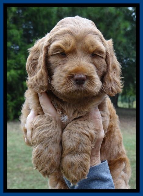 Tessa Beckham pups 6 wks old 31