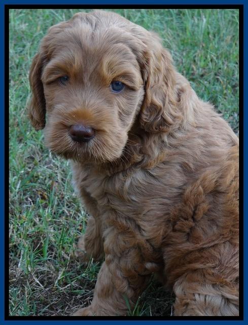 Tessa Beckham pups 7 wks old 350