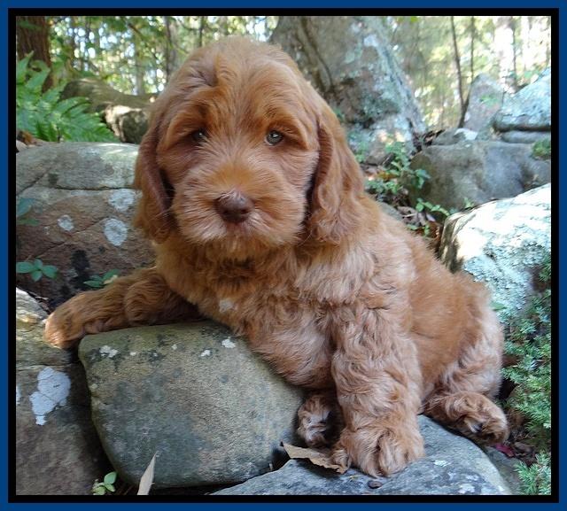Tessa Beckham pups 8 wks old 31
