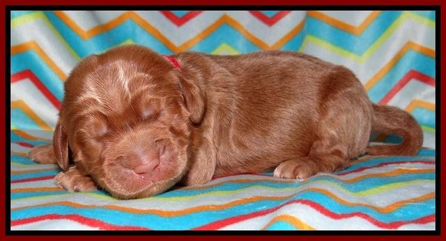 Tessa BEckham pups 1 wk old 71