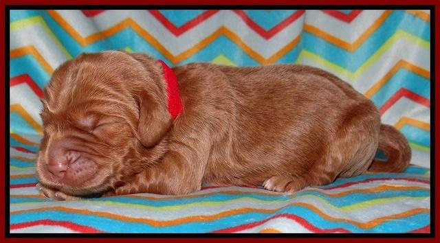 Tessa BEckham pups 1 wk old 91