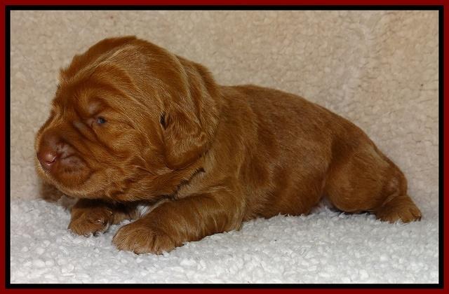 Tessa BEckham pups 2 wk old 41