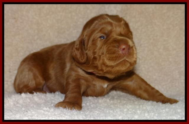 Tessa BEckham pups 2 wk old 61