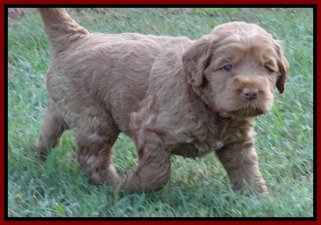 Tessa Beckham pups 5 wks old 71