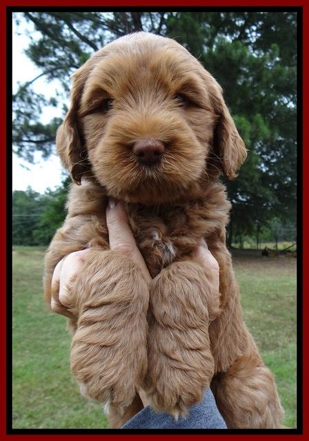 Tessa Beckham pups 6 wks old 51