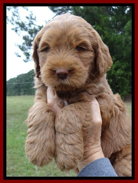 Tessa Beckham pups 6 wks old 61