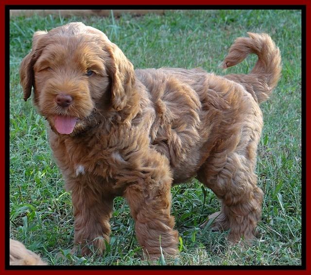 Tessa Beckham pups 7 wks old 750