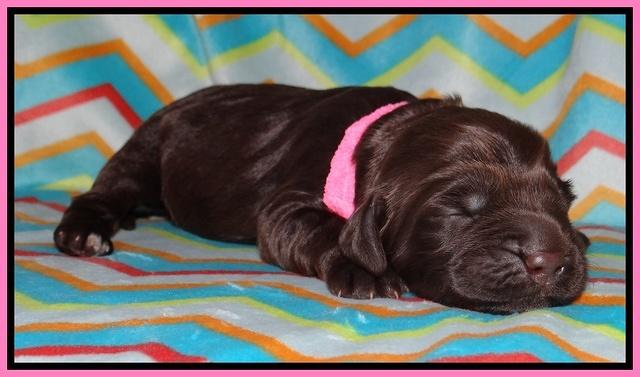 Tessa BEckham pups 1 wk old 111