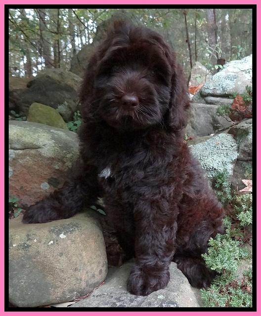 Tessa BEckham pups 8 wks old pink 21