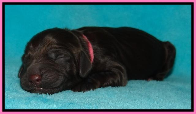 Tessa Beckham newborn pups 61