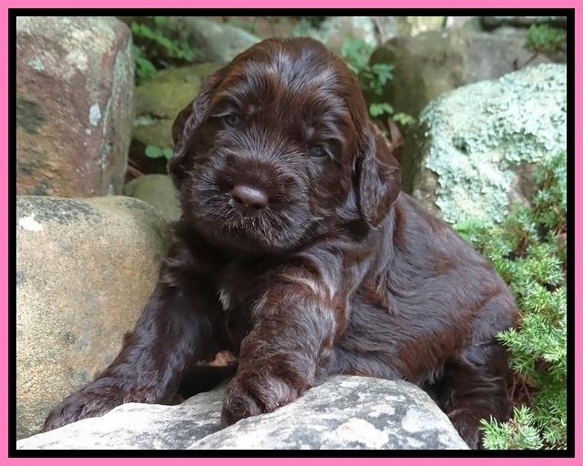 Tessa Beckham pups 3 wks old 91