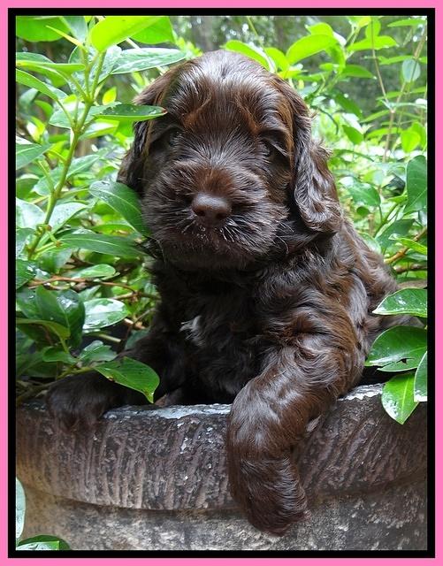 Tessa Beckham pups 4 wks old 81