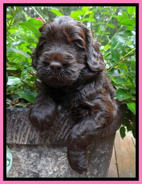 Tessa Beckham pups 4 wks old 91