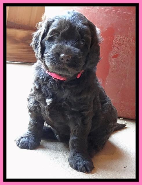 Tessa Beckham pups 5 wks old 111