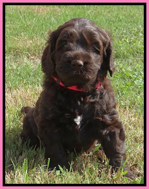 Tessa Beckham pups 5 wks old 121