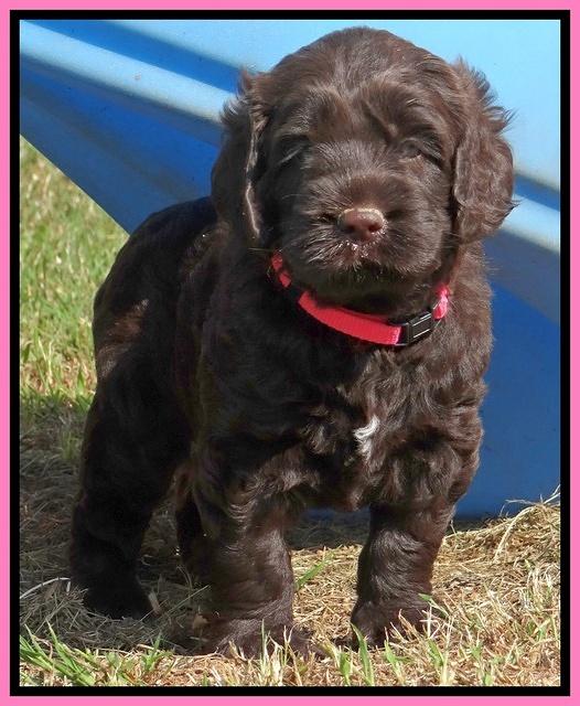 Tessa Beckham pups 5 wks old 141