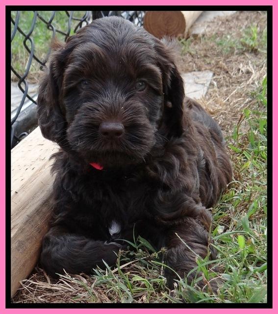 Tessa Beckham pups 5.5 wks old 71